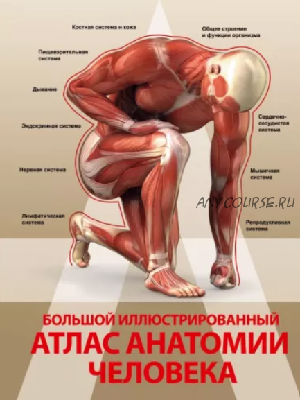 Большой иллюстрированный атлас анатомии человека