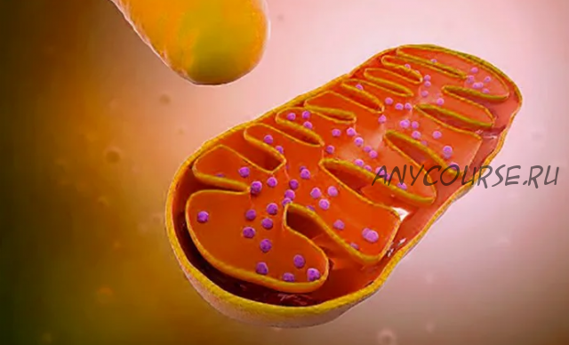 [Особая Территория] Митохондрии (Ольга Глумова)