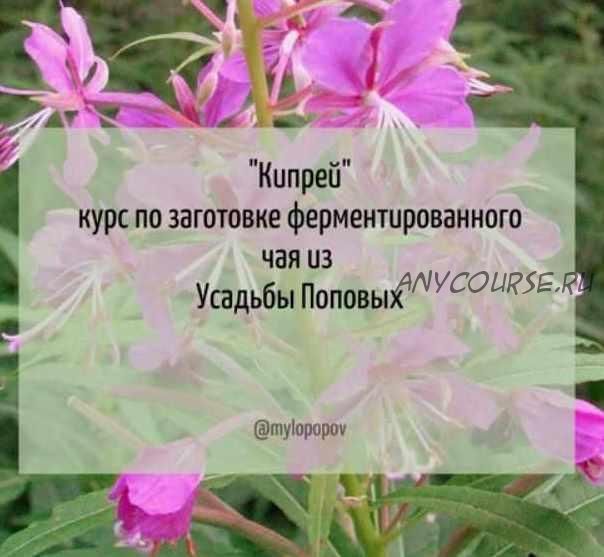 [Природная школа Усадьба Поповых] 'Кипрей' курс по заготовке ферментированного чая (Анна Попова)