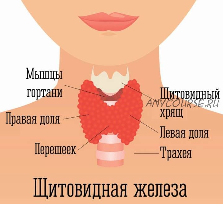 [Rubulat] Восстановление и омоложение гормональной сферы (Алексей Маматов)