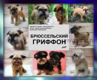 Брюссельский Гриффон (Татьяна Коротких)