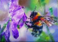 Пушистый шмель (Александр Маранов)