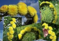 Венок из одуванчиков (Елена Мирсанова)