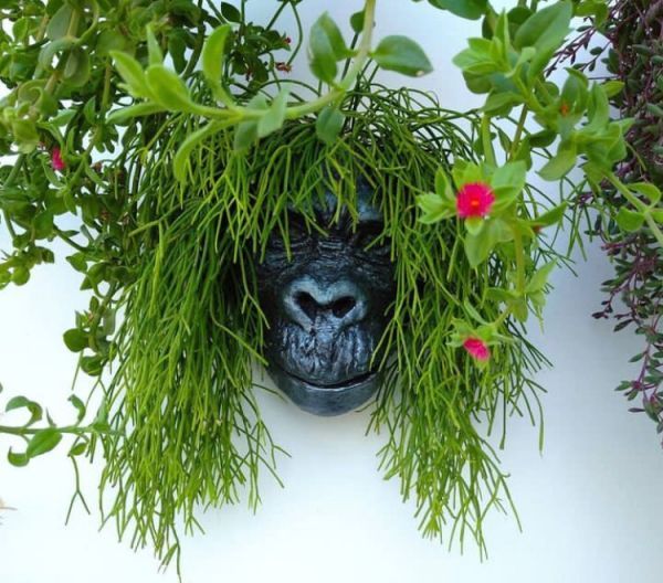 Rhipsalis baccifera (Рипсалис ягодный)