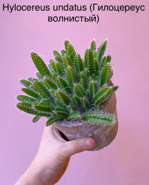 Hylocereus undatus (Гилоцереус волнистый)