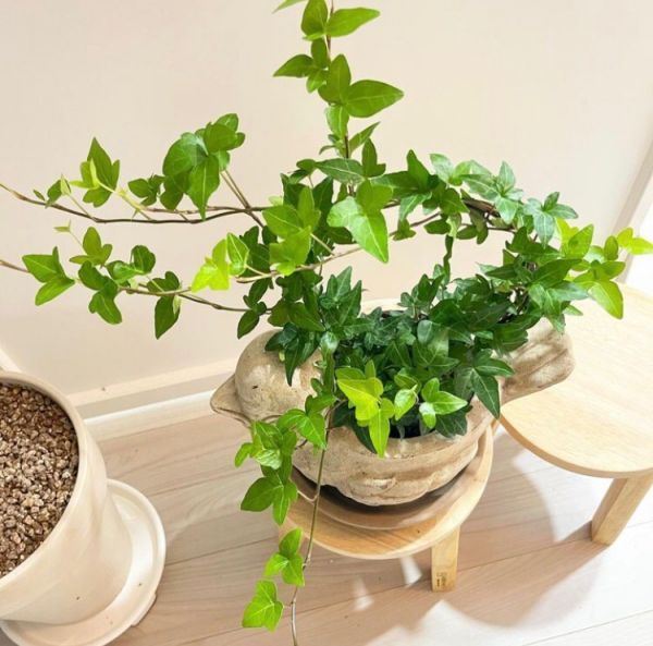 Hedera helix (Плющ вьющийся)