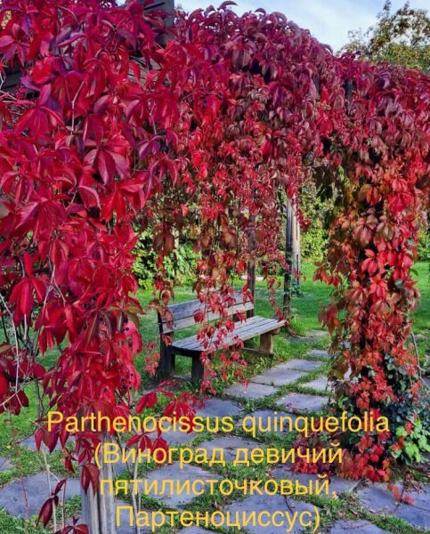 Parthenocissus quinquefolia (Виноград девичий пятилисточковый, Партеноциссус)