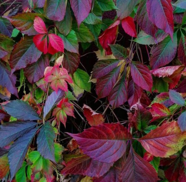 Parthenocissus quinquefolia (Виноград девичий пятилисточковый, Партеноциссус)