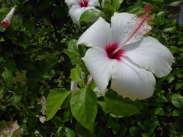 Hibiscus rosa sinensis White