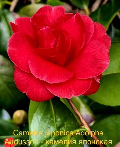 Camellia japonica - Камелия японская