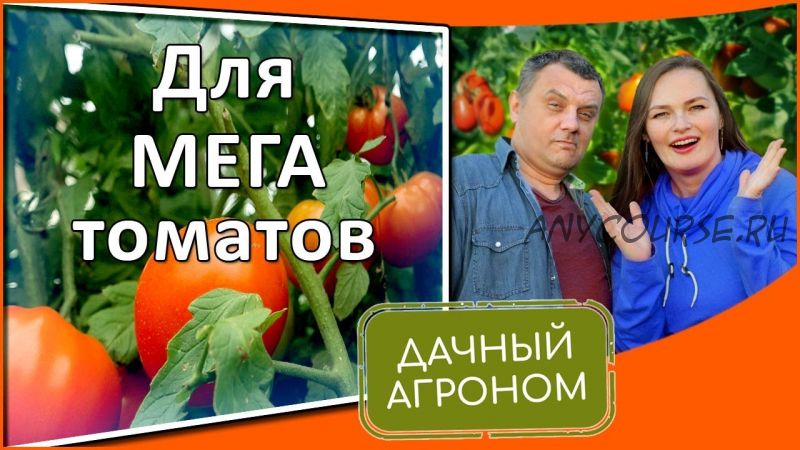 [Дачный агроном] Томатный Курс (Вячеслав Грисюк, Юлия Петровна)