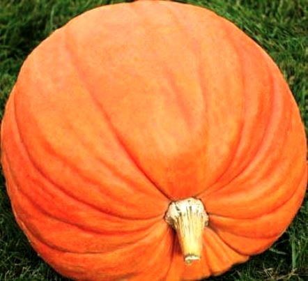 Тыква Стофунтовая, 50шт семян