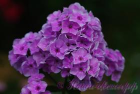 Флокс 'Монмартр' / Phlox 'Monmartr'