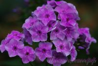 Флокс 'Монмартр' / Phlox 'Monmartr'