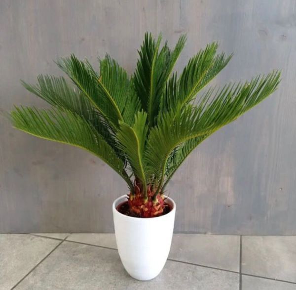 Cycas revoluta - саговая пальма
