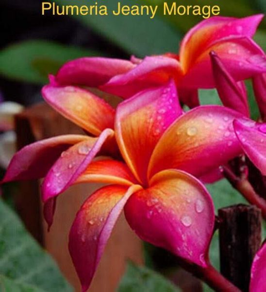 Plumeria Jeany Morage