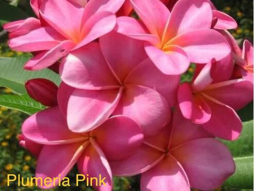 Plumeria Pink