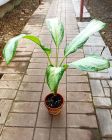 Аглаонема Клеопатра (Aglaonema Cleopatra)