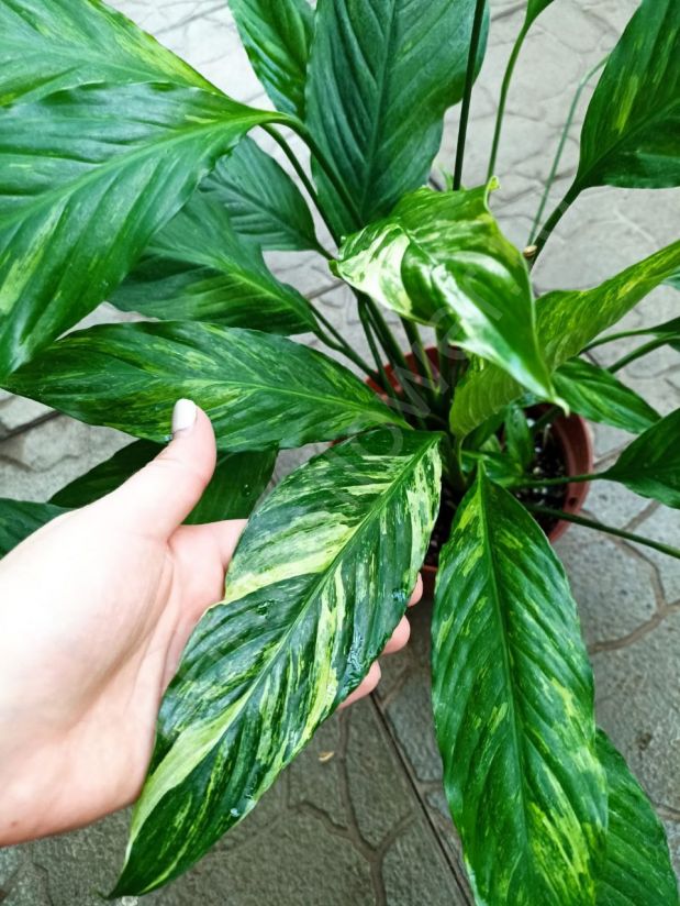 Спатифиллум Гаити