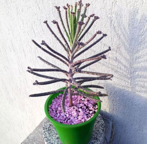 Kalanchoe delagoensis (Каланхоэ трубкоцветное)