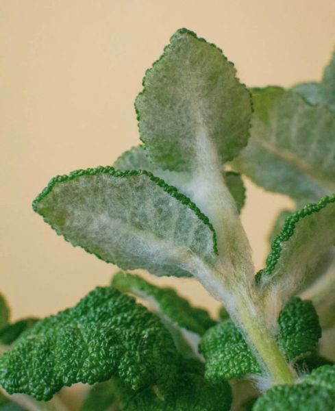 Sinningia, Rechsteineria bullata (Синнингия Буллата)