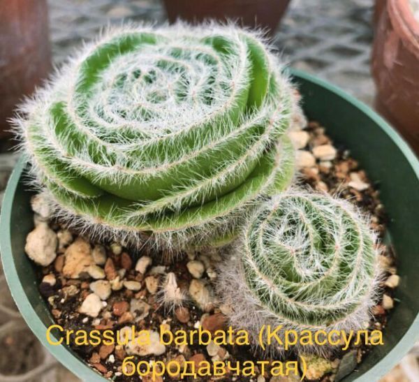 Crassula barbata (Крассула бородавчатая)