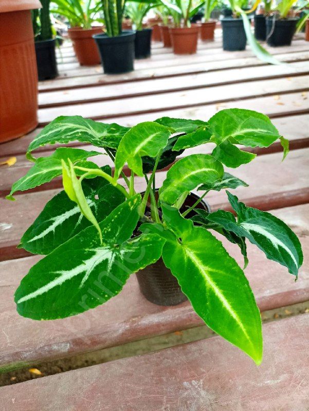 Сингониум Вендланда