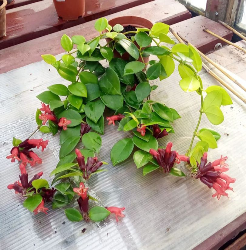 Эсхинантус Мона Лиза (Aeschynanthus Mona Lisa)