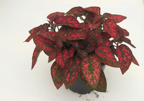 Гипоестес Красное вино