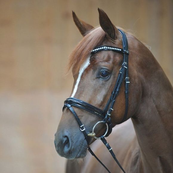Оголовье трензельное (уздечка) Kavalkade Reydok
