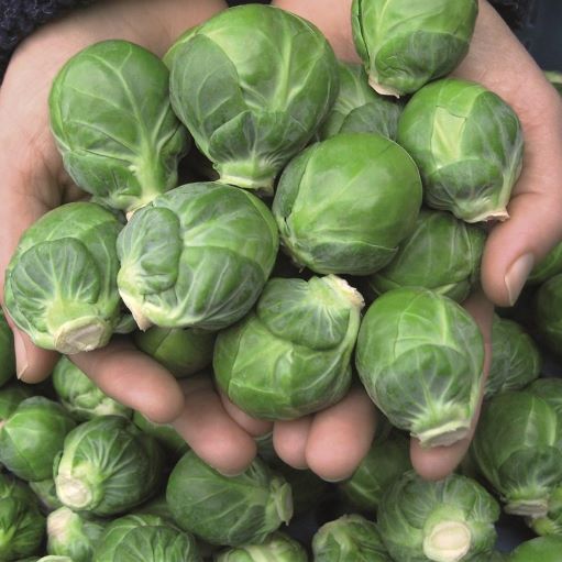 Капуста брюссельская Дивино F1, 25шт семян