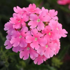Вербена гибридная (Verbena hybrida) Quartz Pink, 50 семян