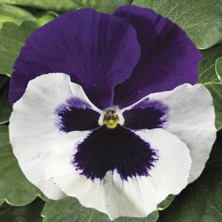 Виола виттрока (Viola wittrockiana) Colossus White with Purple Wing, 100 семян