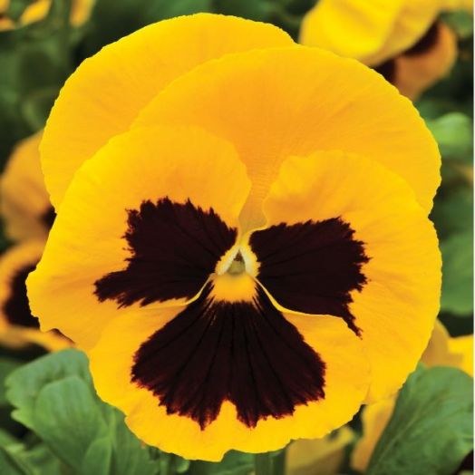 Виола виттрока (Viola wittrockiana) Colossus Yellow with Blotch, 100 семян