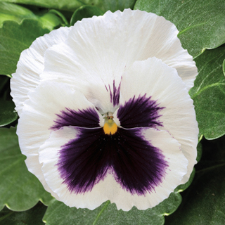 Виола виттрока (Viola wittrockiana) Colossus White with Blotch, 100 семян