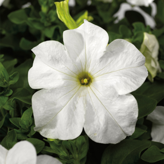 Петуния крупноцветковая (Petunia grandiflora F1) Tritunia White, 250 драже