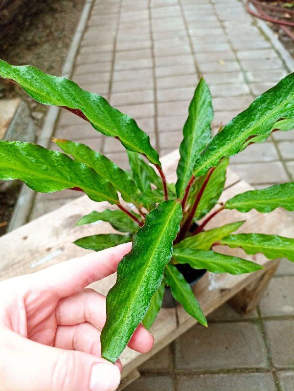 Калатея Руфибарба Вейвстар