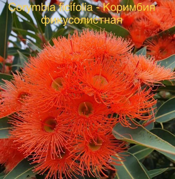 Corymbia ficifolia - Коримбия фикусолистная