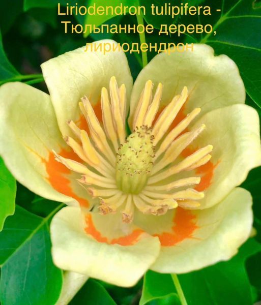 Liriodendron tulipifera - Тюльпанное дерево, лириодендрон