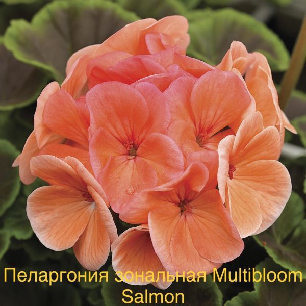 Пеларгония зональная Multibloom Salmon