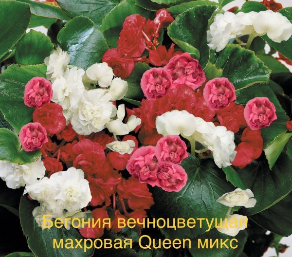 Бегония вечноцветущая махровая Queen микс