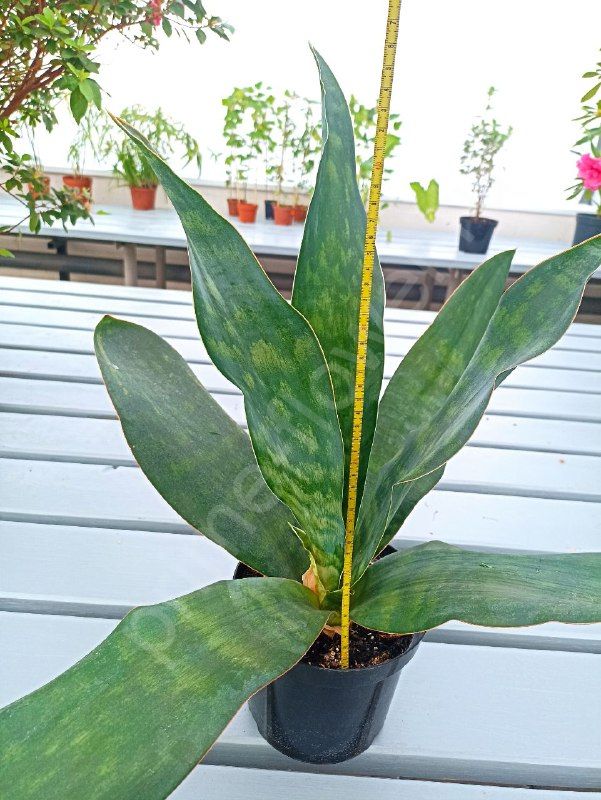 Сансевиерия Грандис