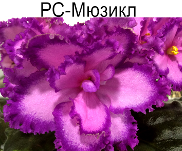 РС-Мюзикл (Репкина)