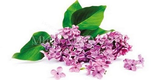 Стол обеденный овальный 1000*670 фотопечать Сирень