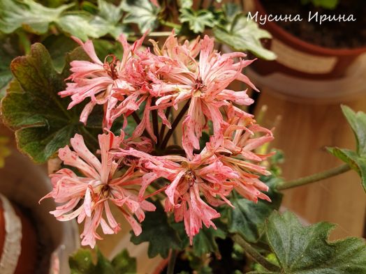 Пёрышки (усл.) № 0921