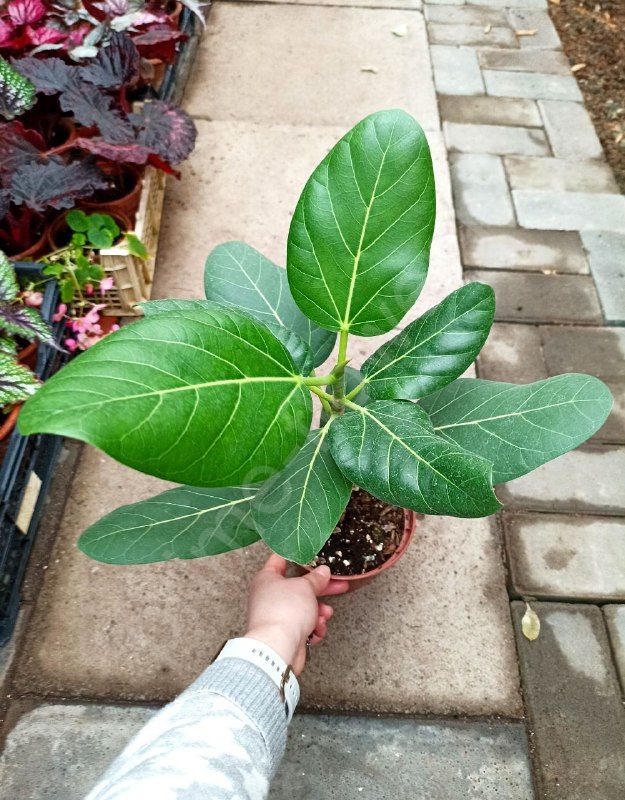 Фикус Бенгальский