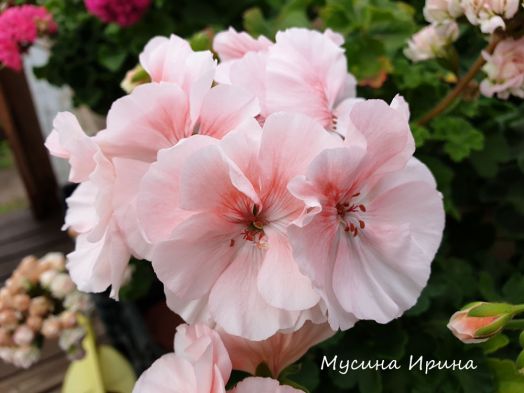 Ю_Кэлушарий № 0343