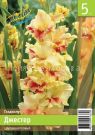 Gladiolus-Dzhester-10-12-5-sht