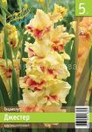 Gladiolus-Dzhester-10-12-5-sht