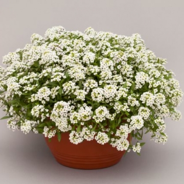 Алиссум морской (Lobularia maritima) North Face White, 1000 семян